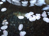 手洗いに浮かぶ桜。うっとりしてしまった 手洗いに浮かぶ桜。うっとりしてしまった